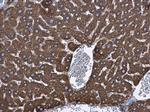 GRP78 Antibody in Immunohistochemistry (Paraffin) (IHC (P))