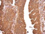 GRP78 Antibody in Immunohistochemistry (Paraffin) (IHC (P))