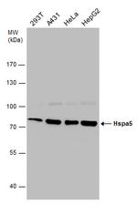 GRP78 Antibody in Western Blot (WB)