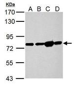 GRP78 Antibody in Western Blot (WB)