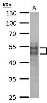 MOK Antibody in Western Blot (WB)