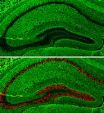 GAP43 Antibody in Immunohistochemistry (Frozen) (IHC (F))