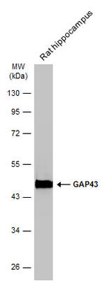 GAP43 Antibody in Western Blot (WB)