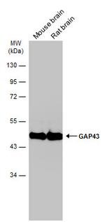 GAP43 Antibody in Western Blot (WB)