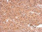 DCTD Antibody in Immunohistochemistry (Paraffin) (IHC (P))