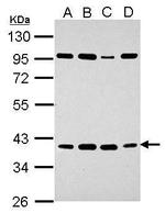 HEY2 Antibody in Western Blot (WB)