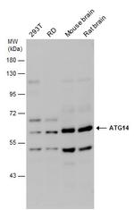 ATG14 Antibody in Western Blot (WB)