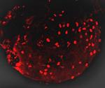 mCherry Antibody in Immunohistochemistry (IHC)