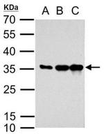 mCherry Antibody in Western Blot (WB)