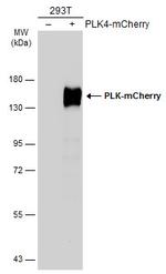 mCherry Antibody in Western Blot (WB)