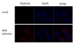 Influenza B HA Antibody in Immunocytochemistry (ICC/IF)