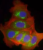 CYP2B6 Antibody in Immunocytochemistry (ICC/IF)