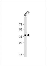 YOD1 Antibody in Western Blot (WB)