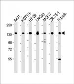 MYO6 Antibody in Western Blot (WB)