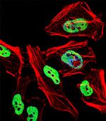 TRIM28 Antibody in Immunocytochemistry (ICC/IF)