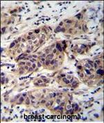 WDR42C Antibody in Immunohistochemistry (Paraffin) (IHC (P))