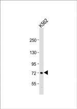 WDR42C Antibody in Western Blot (WB)