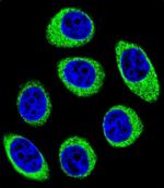 PCDH1 Antibody in Immunocytochemistry (ICC/IF)