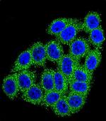 Carboxypeptidase B1 Antibody in Immunocytochemistry (ICC/IF)