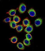 RASGRP2 Antibody in Immunocytochemistry (ICC/IF)