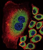 NEU2 Antibody in Immunocytochemistry (ICC/IF)