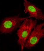 FOXD1 Antibody in Immunocytochemistry (ICC/IF)