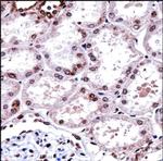 FOXD1 Antibody in Immunohistochemistry (Paraffin) (IHC (P))