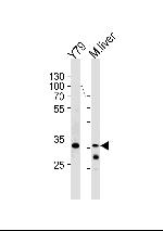 ZONAB Antibody in Western Blot (WB)