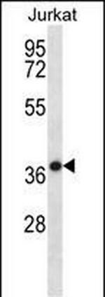 HSPBP1 Antibody in Western Blot (WB)