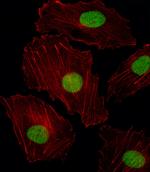 ISL2 Antibody in Immunocytochemistry (ICC/IF)