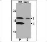 LC3A Antibody in Western Blot (WB)