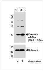 LC3A (Cleaved Gly120) Antibody in Western Blot (WB)