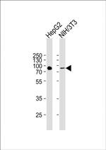 ATG7 Antibody in Western Blot (WB)