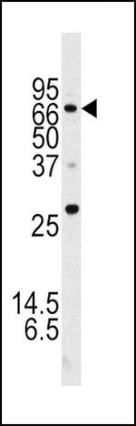 ATG16L1 Antibody in Western Blot (WB)