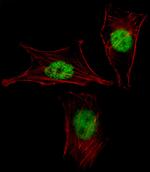 MEOX2 Antibody in Immunocytochemistry (ICC/IF)