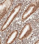 MEOX2 Antibody in Immunohistochemistry (Paraffin) (IHC (P))