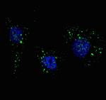 VPS34 Antibody in Immunocytochemistry (ICC/IF)