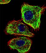 DMRTA2 Antibody in Immunocytochemistry (ICC/IF)