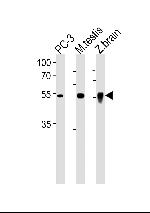 DMRTA2 Antibody in Western Blot (WB)