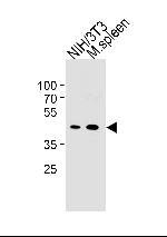 Cyclin B1 Antibody in Western Blot (WB)