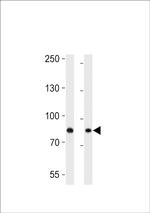 USP51 Antibody in Western Blot (WB)