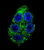 DDAH1 Antibody in Immunocytochemistry (ICC/IF)