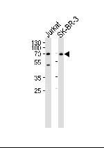 CD46 Antibody in Western Blot (WB)