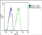 Transthyretin Antibody in Flow Cytometry (Flow)