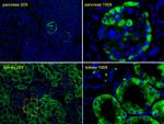 Transthyretin Antibody in Immunohistochemistry (Paraffin) (IHC (P))