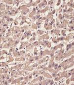 Transthyretin Antibody in Immunohistochemistry (Paraffin) (IHC (P))