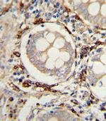 AOC3 Antibody in Immunohistochemistry (Paraffin) (IHC (P))