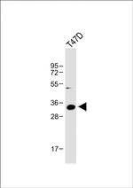 IGFBP2 Antibody in Western Blot (WB)