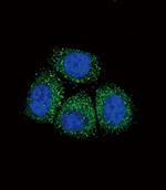alpha-ENaC Antibody in Immunocytochemistry (ICC/IF)