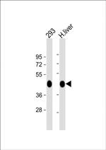 OAT Antibody in Western Blot (WB)